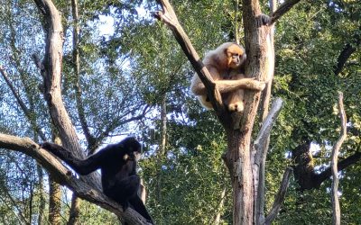 Drugošolci v ZOO Ljubljana